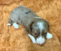 Gizmo, a male Miniature Dachshund for sale in Hico, TX – 2 of 2