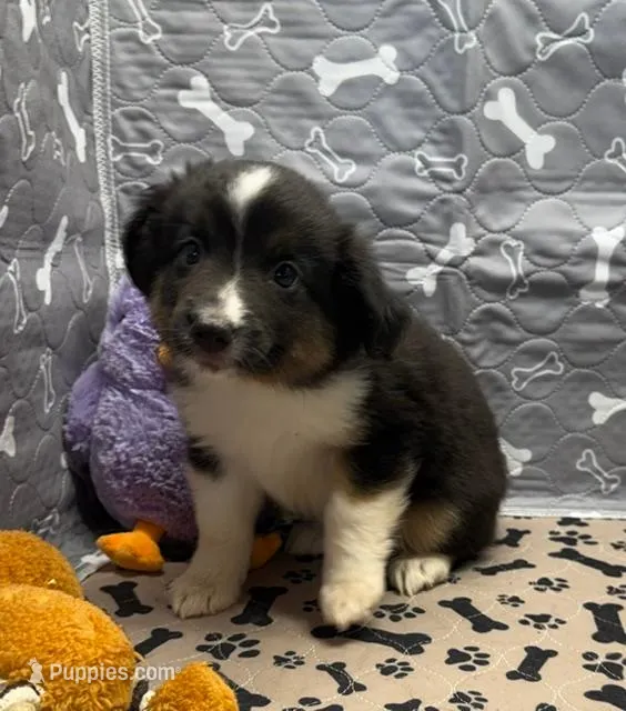 Darcy – Miniature Australian Shepherd puppy for sale in Hico, TX