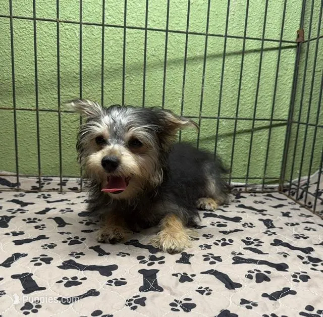 Tess – Yorkshire Terrier, Poodle - Toy  puppy for sale in Hico, TX
