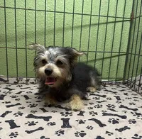 Tess, a female Yorkshire Terrier and Poodle - Toy  for sale in Hico, TX – 1 of 3