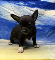 Sebrina, a female Chihuahua for sale in Hico, TX – 2 of 3