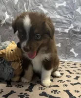 Harley, a male Toy Australian Shepherd for sale in Hico, TX – 2 of 4