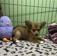 Charlie, a male Chihuahua for sale in Hico, TX – 4 of 6