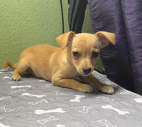 Bisquick, a male Chihuahua for sale in Hico, TX – 2 of 5
