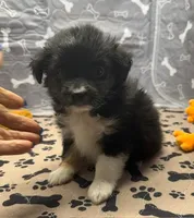 Hannah, a female Toy Australian Shepherd for sale in Hico, TX – 1 of 3