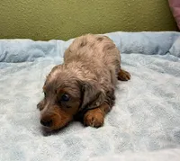 Roxie, a female Miniature Dachshund for sale in Hico, TX – 1 of 2
