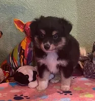 Donna, a female Miniature Australian Shepherd for sale in Hico, TX – Photo 3 of 5