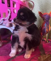 Donna, a female Miniature Australian Shepherd for sale in Hico, TX – Photo 4 of 5