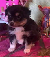 Donna, a female Miniature Australian Shepherd for sale in Hico, TX – Photo 5 of 5