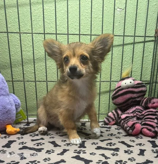 Charlie – Chihuahua puppy for sale in Hico, TX
