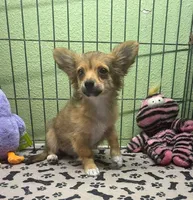 Charlie, a male Chihuahua for sale in Hico, TX – 1 of 6