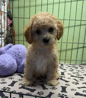 Elmo, a male Poodle - Miniature  for sale in Hico, TX – 4 of 6