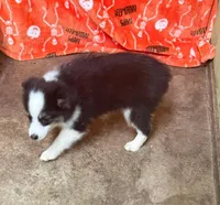 Darcy, a female Miniature Australian Shepherd for sale in Hico, TX – 3 of 4