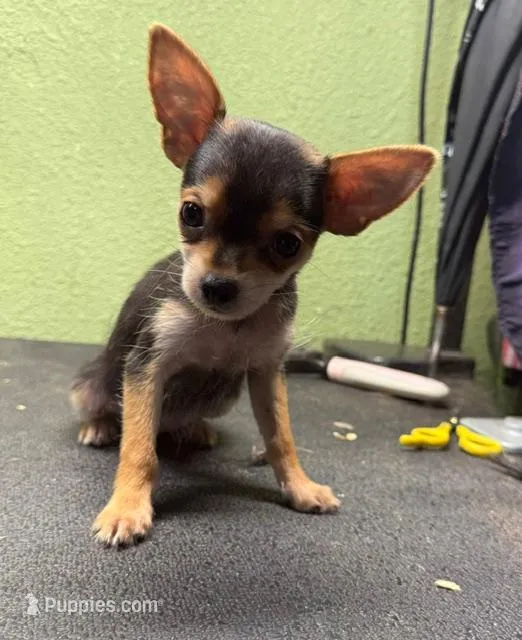Tinker – Yorkshire Terrier, Poodle - Toy  puppy for sale in Hico, TX