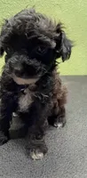 Grace, a female Poodle - Toy  for sale in Hico, TX – 3 of 3