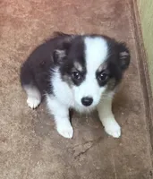 Darcy, a female Miniature Australian Shepherd for sale in Hico, TX – 4 of 4