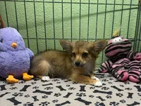 Charlie, a male Chihuahua for sale in Hico, TX – 3 of 6