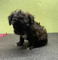 Grace, a female Poodle - Toy  for sale in Hico, TX – 2 of 3