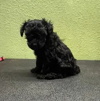 Glory, a female Poodle - Toy  for sale in Hico, TX – 2 of 2