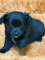 Chunk, a male Chihuahua for sale in Hico, TX – 1 of 2