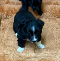 Cooper, a male Chihuahua for sale in Hico, TX – 1 of 1