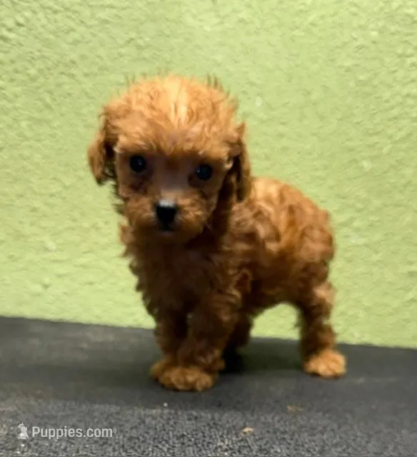 Gemma – Poodle - Toy  puppy for sale in Hico, TX