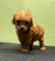 Gemma, a female Poodle - Toy  for sale in Hico, TX – 1 of 3