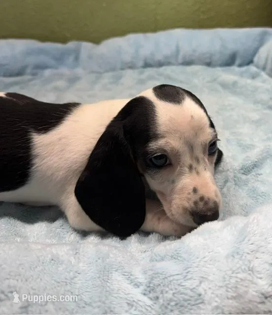 Rose – Miniature Dachshund puppy for sale in Hico, TX