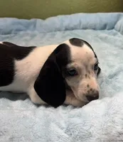 Rose, a female Miniature Dachshund for sale in Hico, TX – 1 of 2