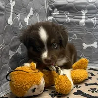 Harley, a male Toy Australian Shepherd for sale in Hico, TX – 4 of 4