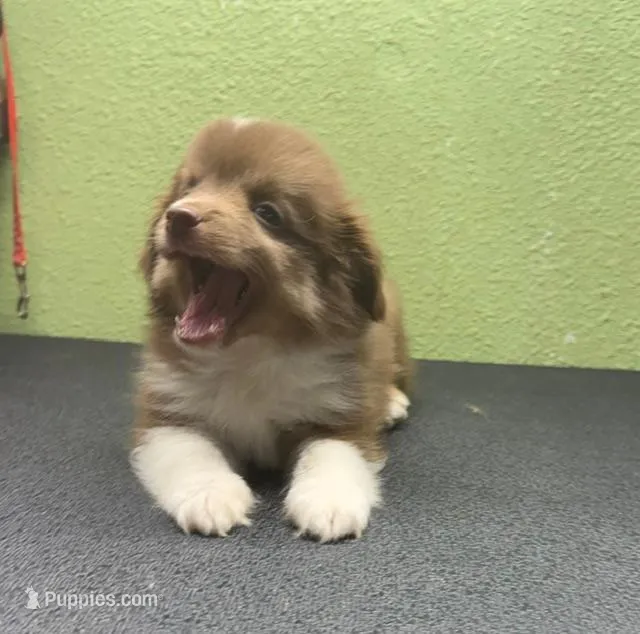 Henry – Toy Australian Shepherd puppy for sale in Hico, TX