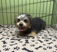 Tess, a female Yorkshire Terrier and Poodle - Toy  for sale in Hico, TX – 2 of 3