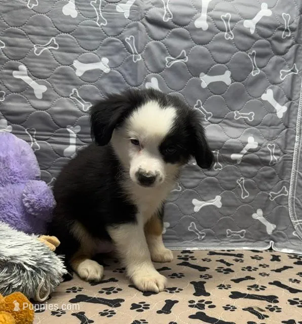 Dixie – Miniature Australian Shepherd puppy for sale in Hico, TX