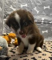 Harley, a male Toy Australian Shepherd for sale in Hico, TX – 3 of 4