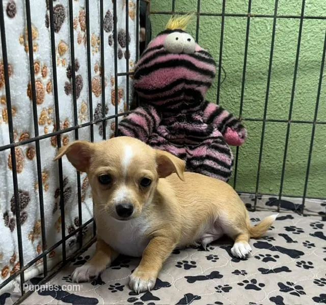 Lewie – Chihuahua puppy for sale in Hico, TX