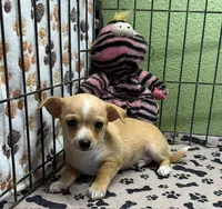 Lewie, a male Chihuahua for sale in Hico, TX – 1 of 2