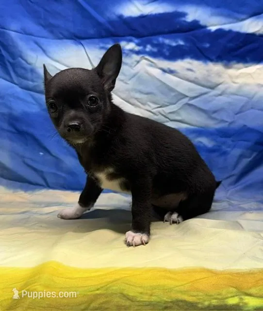 Sebrina – Chihuahua puppy for sale in Hico, TX