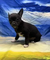 Sebrina, a female Chihuahua for sale in Hico, TX – 1 of 3