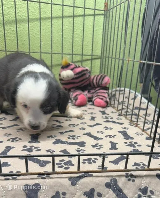 Dixie – Miniature Australian Shepherd puppy for sale in Hico, TX