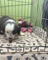 Dixie, a male Miniature Australian Shepherd for sale in Hico, TX – 1 of 3