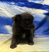 Shelby, a female Chihuahua for sale in Hico, TX – 3 of 3