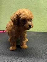 Gemma, a female Poodle - Toy  for sale in Hico, TX – 2 of 3