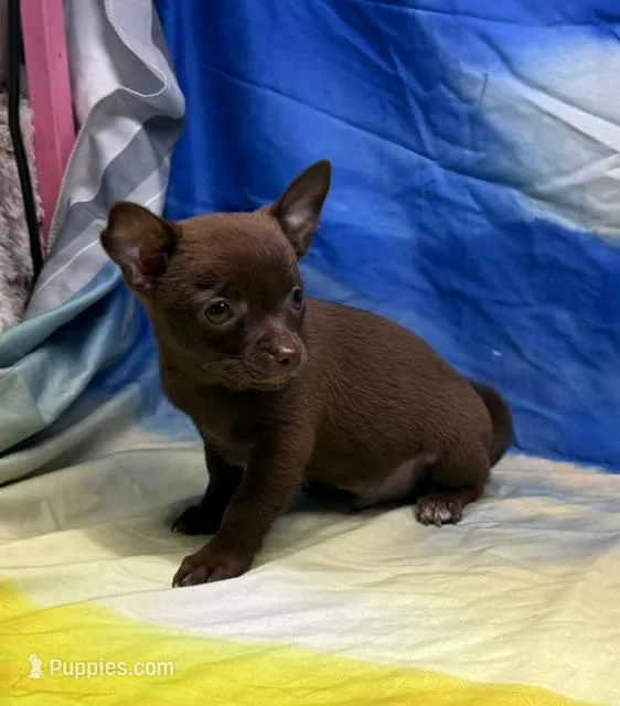Steal – Chihuahua puppy for sale in Hico, TX