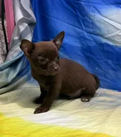 Steal, a male Chihuahua for sale in Hico, TX – 1 of 3