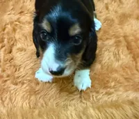 Gabe, a male Miniature Dachshund for sale in Hico, TX – 5 of 5