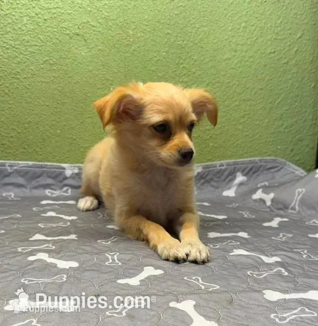 Mary – Chihuahua puppy for sale in Hico, TX