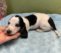 Rose, a female Miniature Dachshund for sale in Hico, TX – 2 of 2