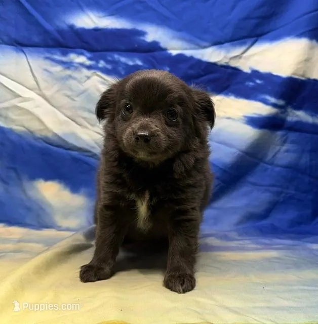 Shelby – Chihuahua puppy for sale in Hico, TX