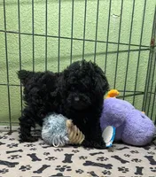 Ellie, a female Poodle - Miniature  for sale in Hico, TX – 3 of 4