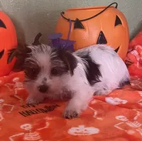 Kramer, a male Yorkshire Terrier for sale in Hico, TX – Photo 5 of 5